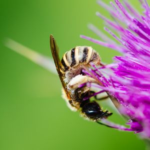 Preview wallpaper bee, flower, pollen