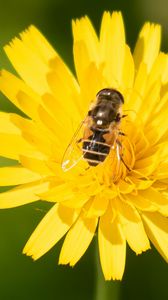 Preview wallpaper bee, flower, pollen, plant