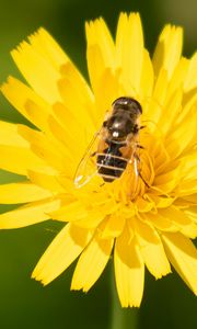 Preview wallpaper bee, flower, pollen, plant