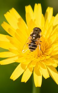 Preview wallpaper bee, flower, pollen, plant
