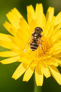 Preview wallpaper bee, flower, pollen, plant