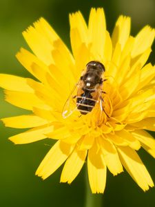 Preview wallpaper bee, flower, pollen, plant