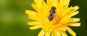 Preview wallpaper bee, flower, pollen, plant