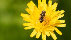 Preview wallpaper bee, flower, pollen, plant