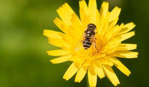 Preview wallpaper bee, flower, pollen, plant