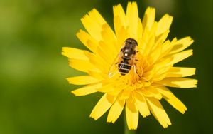 Wallpaper Bee, Flower, Pollen, Macro, Petals Hd, Picture, Image