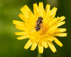 Preview wallpaper bee, flower, pollen, plant