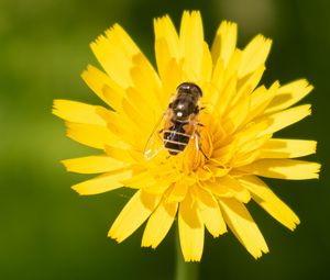 Preview wallpaper bee, flower, pollen, plant