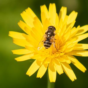 Preview wallpaper bee, flower, pollen, plant