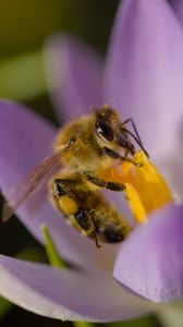 Preview wallpaper bee, flower, pollen, macro, petals