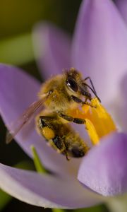 Preview wallpaper bee, flower, pollen, macro, petals