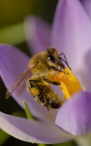 Preview wallpaper bee, flower, pollen, macro, petals