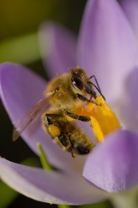 Preview wallpaper bee, flower, pollen, macro, petals