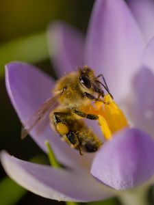 Preview wallpaper bee, flower, pollen, macro, petals