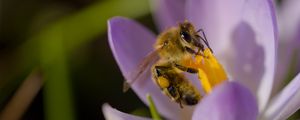 Preview wallpaper bee, flower, pollen, macro, petals