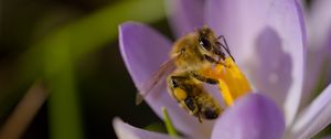Preview wallpaper bee, flower, pollen, macro, petals