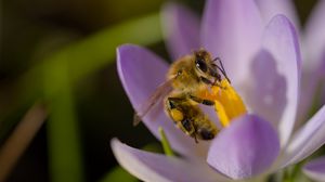 Preview wallpaper bee, flower, pollen, macro, petals