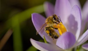 Preview wallpaper bee, flower, pollen, macro, petals