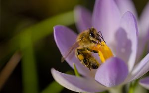 Preview wallpaper bee, flower, pollen, macro, petals