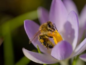 Preview wallpaper bee, flower, pollen, macro, petals