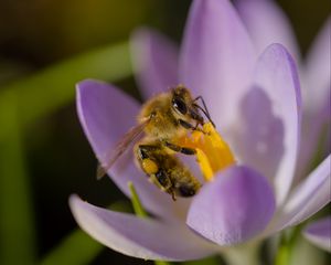Preview wallpaper bee, flower, pollen, macro, petals