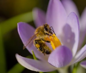 Preview wallpaper bee, flower, pollen, macro, petals