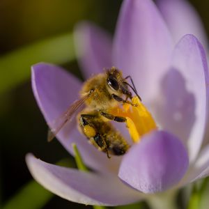 Preview wallpaper bee, flower, pollen, macro, petals