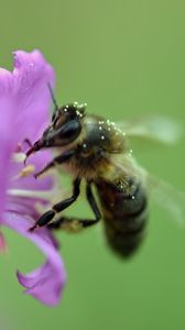 Preview wallpaper bee, flower, pollen, macro, blur