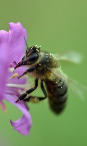 Preview wallpaper bee, flower, pollen, macro, blur