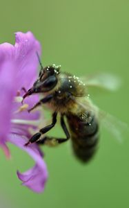 Preview wallpaper bee, flower, pollen, macro, blur