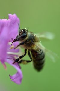 Preview wallpaper bee, flower, pollen, macro, blur