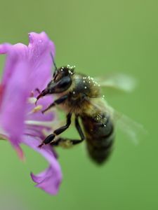Preview wallpaper bee, flower, pollen, macro, blur