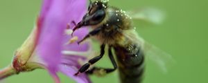 Preview wallpaper bee, flower, pollen, macro, blur