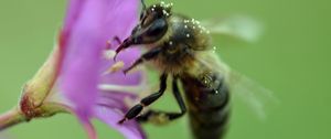 Preview wallpaper bee, flower, pollen, macro, blur