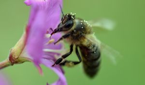 Preview wallpaper bee, flower, pollen, macro, blur