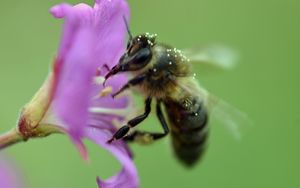 Preview wallpaper bee, flower, pollen, macro, blur