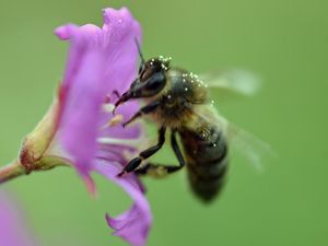 Preview wallpaper bee, flower, pollen, macro, blur