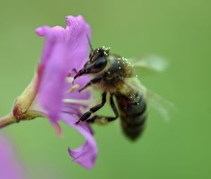Preview wallpaper bee, flower, pollen, macro, blur