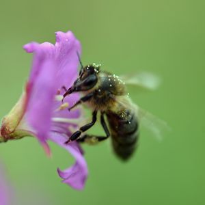 Preview wallpaper bee, flower, pollen, macro, blur