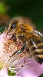 Preview wallpaper bee, flower, pollen, macro