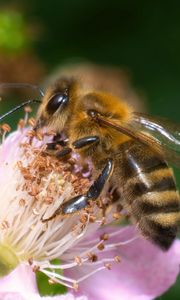 Preview wallpaper bee, flower, pollen, macro