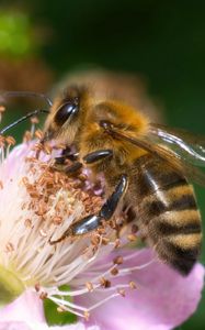 Preview wallpaper bee, flower, pollen, macro