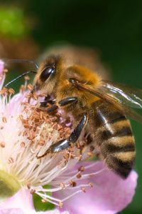 Preview wallpaper bee, flower, pollen, macro