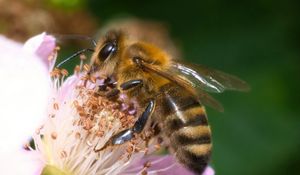 Preview wallpaper bee, flower, pollen, macro