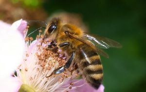 Preview wallpaper bee, flower, pollen, macro