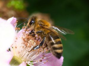 Preview wallpaper bee, flower, pollen, macro