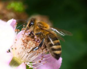 Preview wallpaper bee, flower, pollen, macro