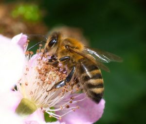 Preview wallpaper bee, flower, pollen, macro