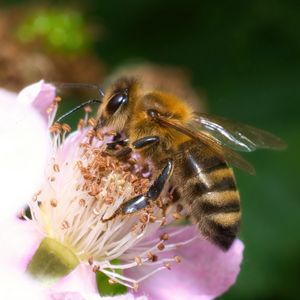 Preview wallpaper bee, flower, pollen, macro