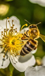 Preview wallpaper bee, flower, pollen, macro, spring